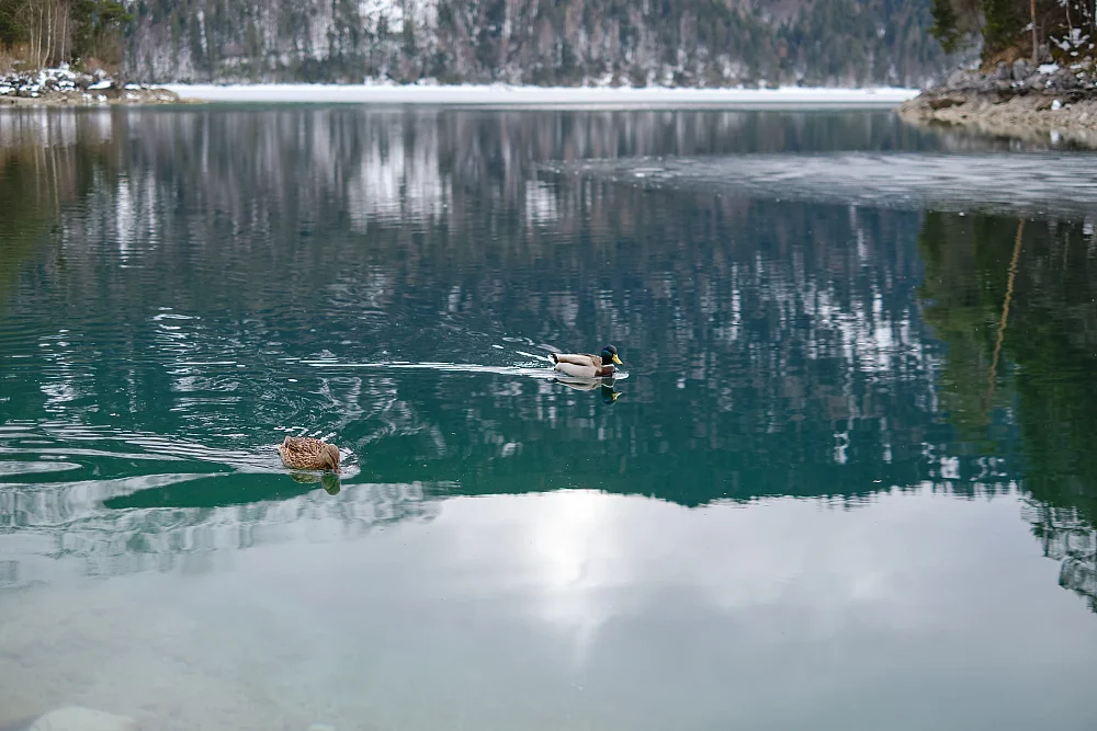Hochzeitsfotograf Alpen - Eibsee Brautpaar Winterhochzeit